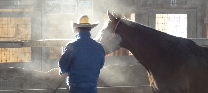 Quarter-Horses und Mustangs warten auf ihren Einsatz in der „saddle-fit-clinic”, um gleich mit dem Topograph PRO vermessen zu werden.